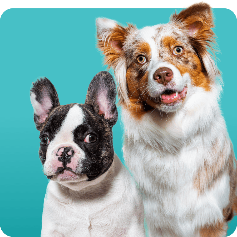 petpng027.png